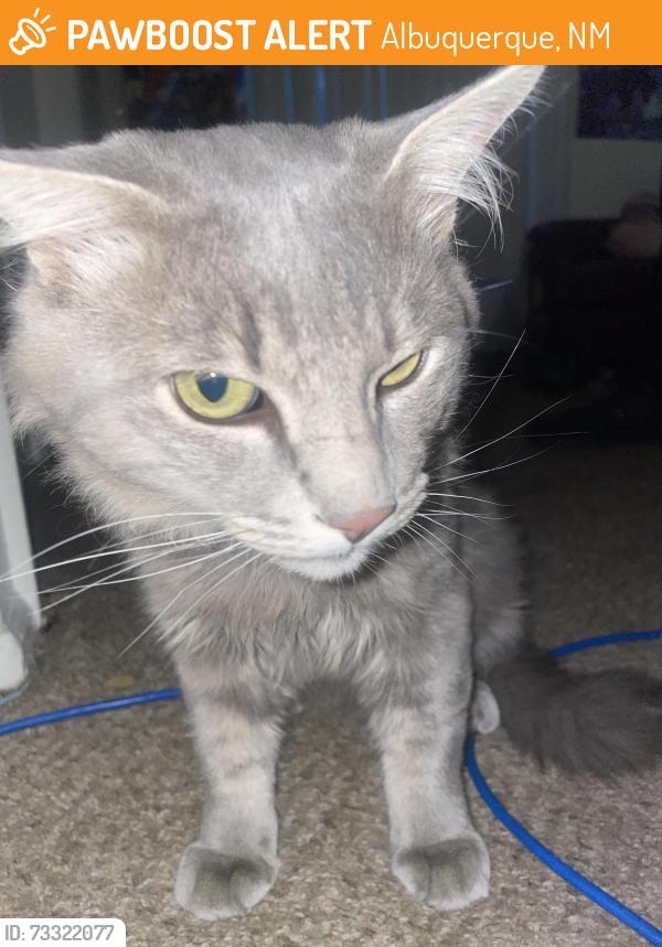 Found/Stray Unknown Cat last seen front door, Albuquerque, NM 87102