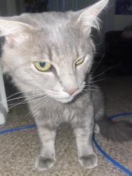 Found/Stray Unknown Cat last seen front door, Albuquerque, NM 87102