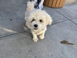 Shelter Stray Female Dog last seen Near Street, NEW YORK, NY, 10024, 326 E 110th St, New York, NY 10029, USA