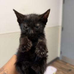 Shelter Stray Female Cat last seen Near Rachel Avenue, San Diego, CA, 92139, 5500 Gaines St, San Diego, CA 92110, USA