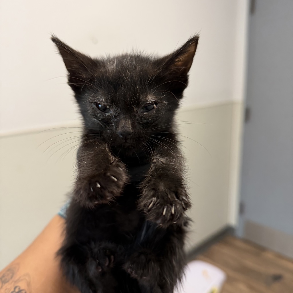 Shelter Stray Female Cat last seen Near Rachel Avenue, San Diego, CA, 92139, 5500 Gaines St, San Diego, CA 92110, USA