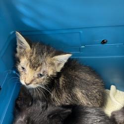 Shelter Stray Male Cat last seen Near Rachel Avenue, San Diego, CA, 92139, 5500 Gaines St, San Diego, CA 92110, USA