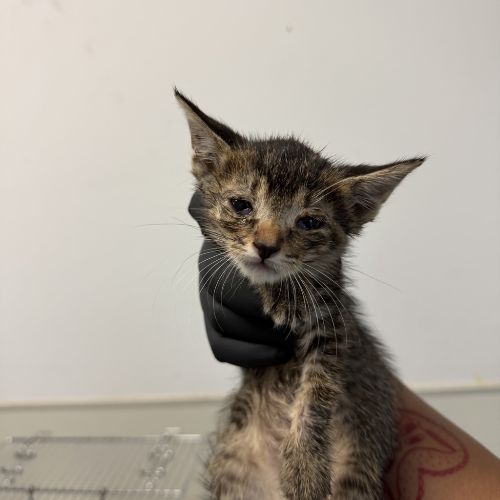 Shelter Stray Female Cat last seen Near Rachel Avenue, San Diego, CA, 92139, 5500 Gaines St, San Diego, CA 92110, USA