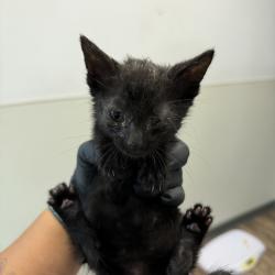 Shelter Stray Male Cat last seen Near Rachel Avenue, San Diego, CA, 92139, 5500 Gaines St, San Diego, CA 92110, USA