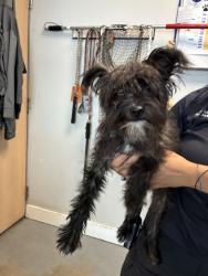Shelter Stray Female Dog last seen Near W Pacific Avenue, SALT LAKE CITY, UT, 84104, 511 W 3900 S, Salt Lake City, UT 84123, USA