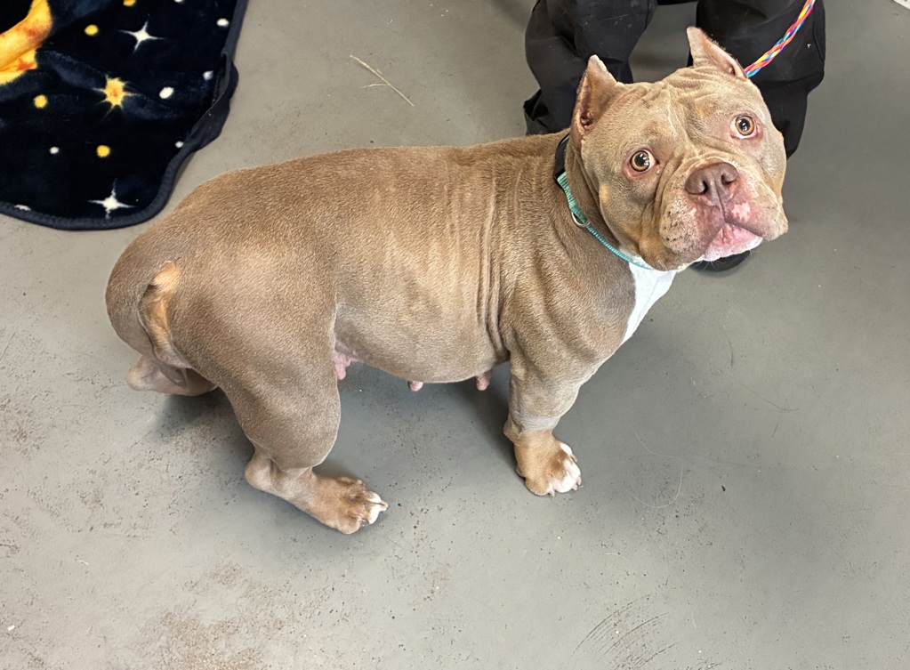 Shelter Stray Female Dog last seen Near N 1500 W, SALT LAKE CITY, UT, 84116, 511 W 3900 S, Salt Lake City, UT 84123, USA
