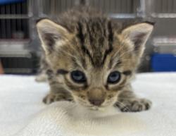 Shelter Stray Female Cat last seen Foster / 101st, PORTLAND, OR, 97266, 1700 W Historic Columbia River Hwy, Troutdale, OR 97060, USA