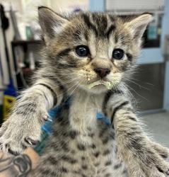 Shelter Stray Male Cat last seen Foster / 101st, PORTLAND, OR, 97266, 1700 W Historic Columbia River Hwy, Troutdale, OR 97060, USA