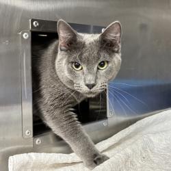 Shelter Stray Male Cat last seen Near Blk NW Division, OR, 1700 W Historic Columbia River Hwy, Troutdale, OR 97060, USA