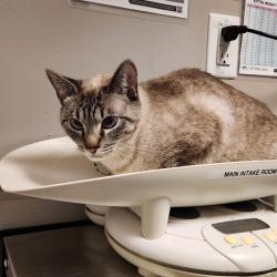 Shelter Stray Female Cat last seen Near Mono Avenue, SAN LEANDRO, CA, 94578, 8323 Baldwin St, Oakland, CA 94621, USA