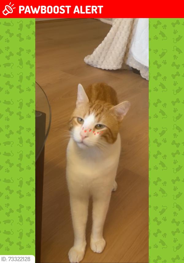 Lost Male Cat last seen Trafelgar st brighton le sands, Brighton-Le-Sands, NSW 2216