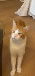 Lost Male Cat last seen Trafelgar st brighton le sands, Brighton-Le-Sands, NSW 2216