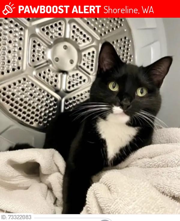 Lost Female Cat last seen Lake Forest Park Dr. close to McDonalds on ballinger, Shoreline, WA 98155