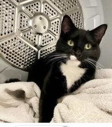 Lost Female Cat last seen Lake Forest Park Dr. close to McDonalds on ballinger, Shoreline, WA 98155