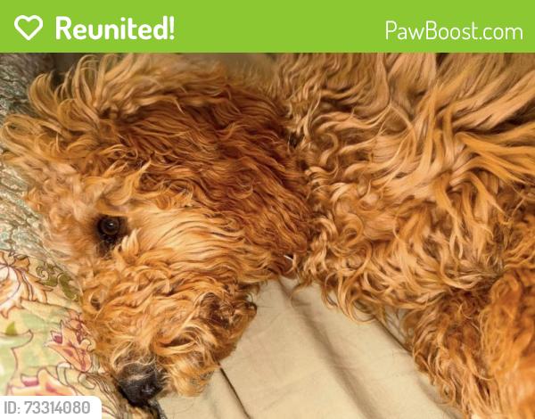 Reunited Female Dog last seen Harmony Ridge, Kingsport, TN 37665