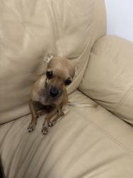 Found/Stray Male Dog last seen Near, Perrine, FL 33157