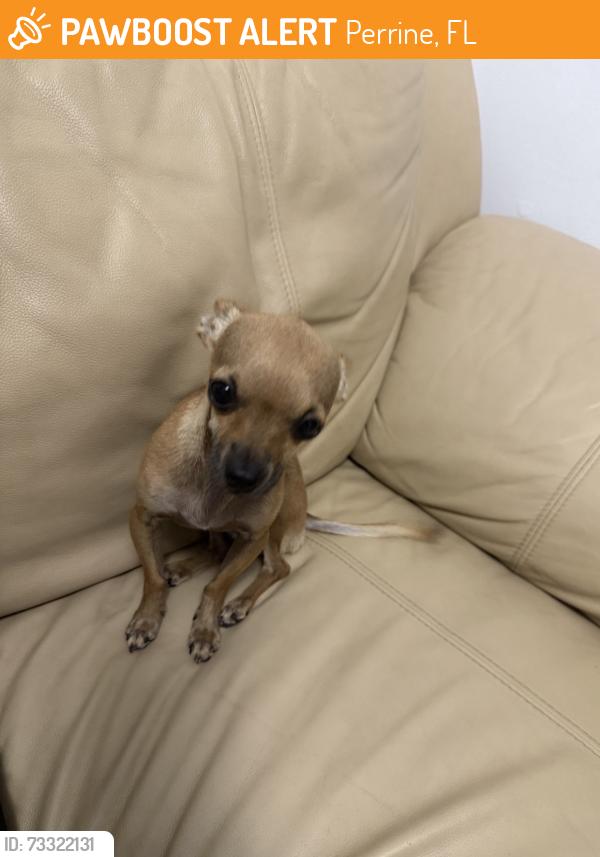 Found/Stray Male Dog last seen Near, Perrine, FL 33157