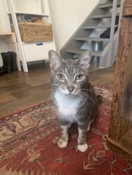 Reunited Male Cat last seen Quincy & Picadilly, Aurora, CO 80018