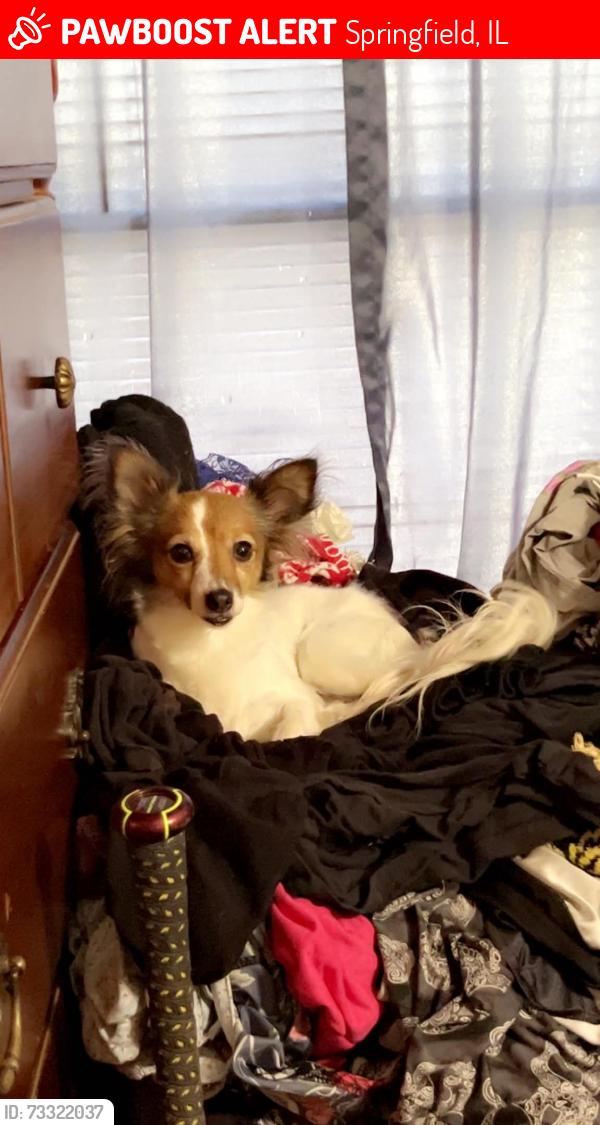 Lost Female Dog last seen Women and children's hospital next to st John's on 9th street, Springfield, IL 62703