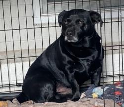 Lost Male Dog last seen Hovis Rd & Intercuban Ave, Charlotte, NC 28208