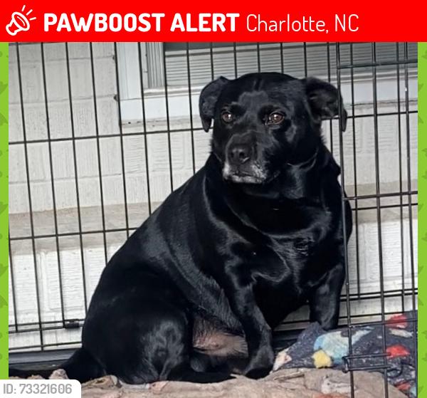 Lost Male Dog last seen Hovis Rd & Intercuban Ave, Charlotte, NC 28208