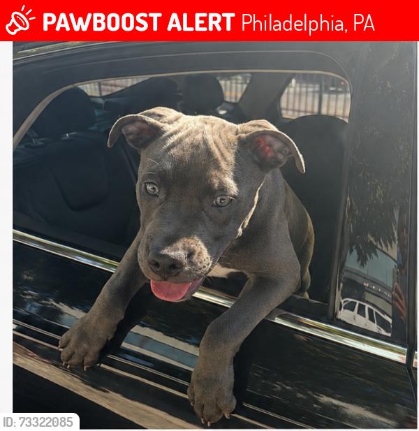 Lost Male Dog last seen Near Dobbins School, Philadelphia, PA 19132