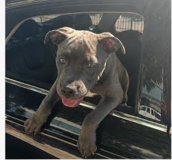 Lost Male Dog last seen Near Dobbins School, Philadelphia, PA 19132