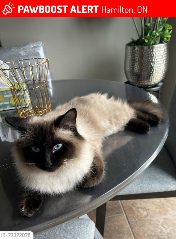 Lost Male Cat last seen Hawkswood trail Hamilton, Hamilton, ON 