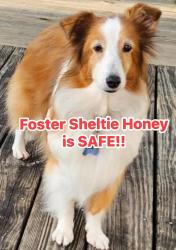 Reunited Female Dog last seen Kentucky Ave & 16th Street, St.Louis Park, MN, St. Louis Park, MN 55426