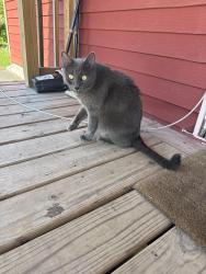 Reunited Female Cat last seen Whitaker St and Mifflin St, Homestead, PA 15120