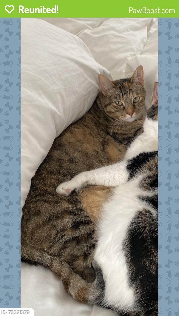 Reunited Female Cat last seen Ruth, Pleasant Hill, CA 94523