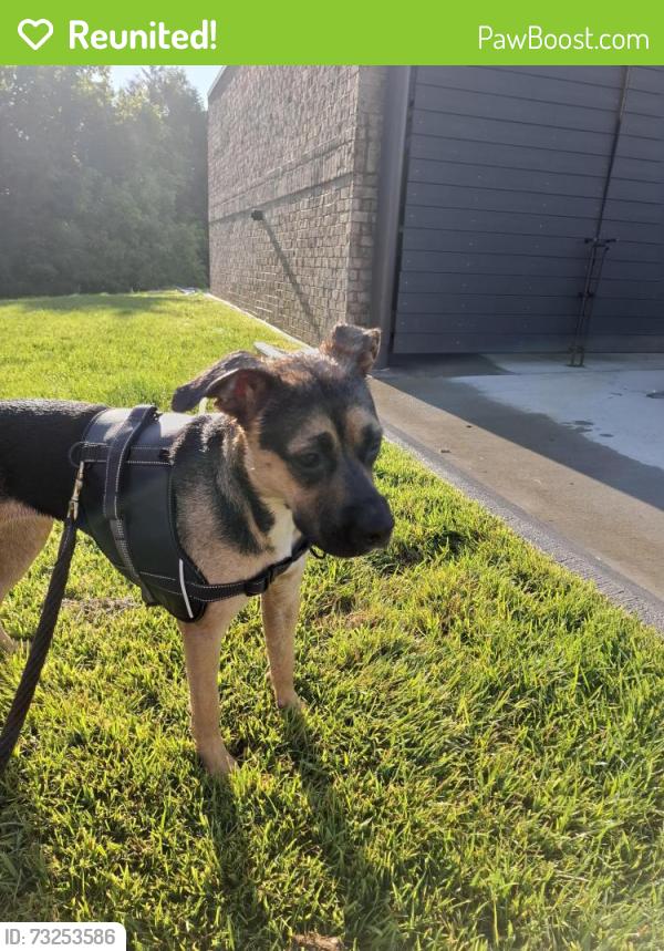 Reunited Female Dog last seen Partee hosp, Hendersonville, NC 28792