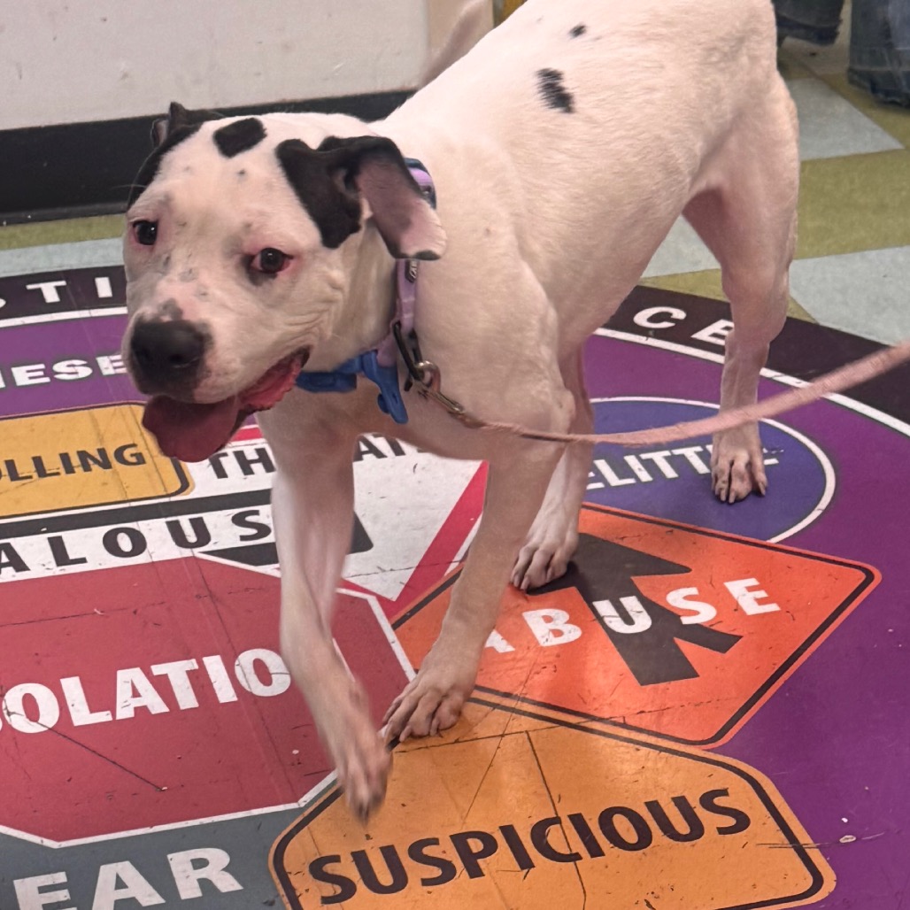 Shelter Stray Female Dog last seen , Animal Care & Control Team of Philly, 111 W Hunting Park Ave, Philadelphia, PA 19140, USA