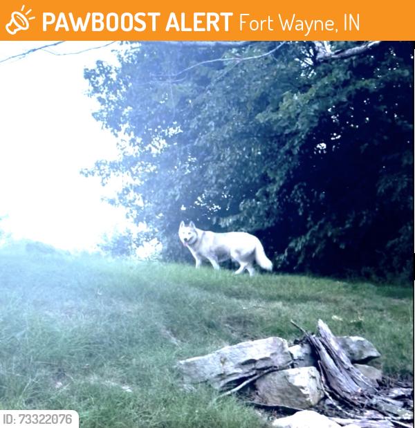 Found/Stray Female Dog last seen behind KFC on State Blvd was going through the trees towards Arby’s, Fort Wayne, IN 46805