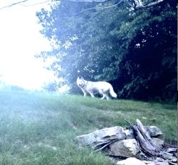 Found/Stray Female Dog last seen behind KFC on State Blvd was going through the trees towards Arby’s, Fort Wayne, IN 46805