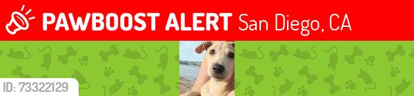 Lost Male Dog last seen E mission bay Dr, San Diego, CA 92109