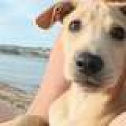 Lost Male Dog last seen E mission bay Dr, San Diego, CA 92109