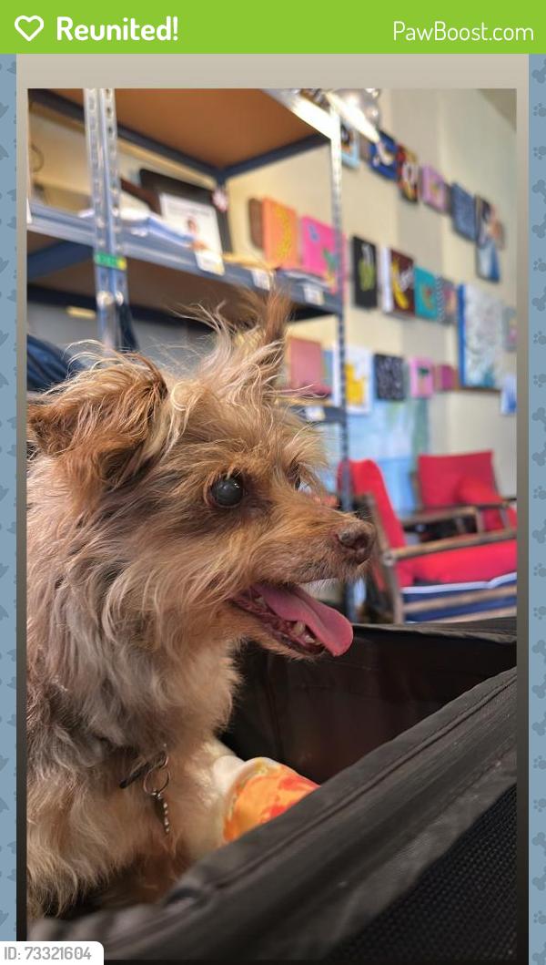 Reunited Female Dog last seen Near Hanson lane, Ramona, CA 92065