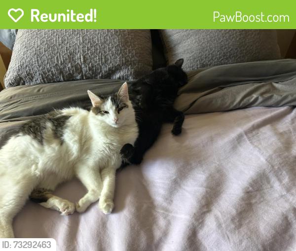 Reunited Male Cat last seen River Road, Monterey County, CA 93960
