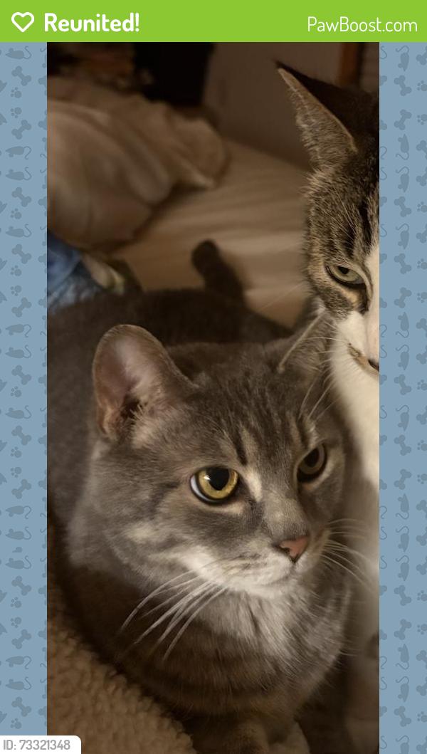 Reunited Female Cat last seen Glenwood Rd, DeLand, FL 32720