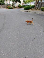 Reunited Unknown Cat last seen Camden Lane and Denny Road, Beaverton, OR 97008