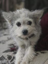 Found/Stray Female Dog last seen Pinole valley rd, Pinole, CA 94564
