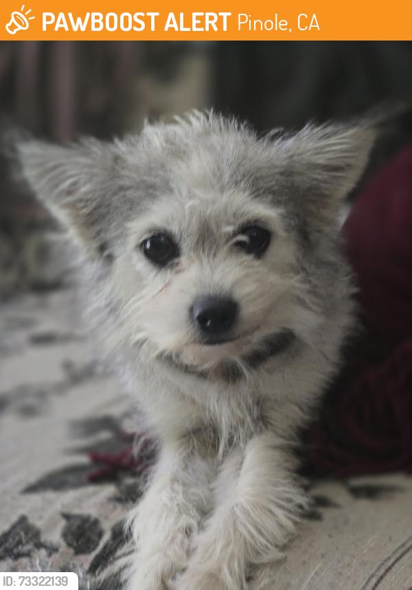 Found/Stray Female Dog last seen Pinole valley rd, Pinole, CA 94564