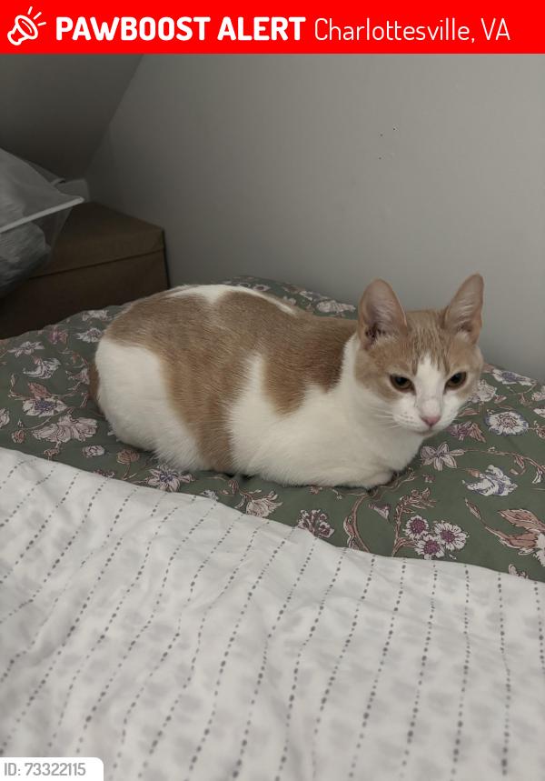 Lost Female Cat last seen Near Cedar Bluff Road, Charlottesville, VA 22901