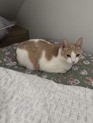 Lost Female Cat last seen Near Cedar Bluff Road, Charlottesville, VA 22901