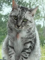 Lost Female Cat last seen Near E Higgins Rd, Schaumburg, IL 60173, Schaumburg, IL 60173