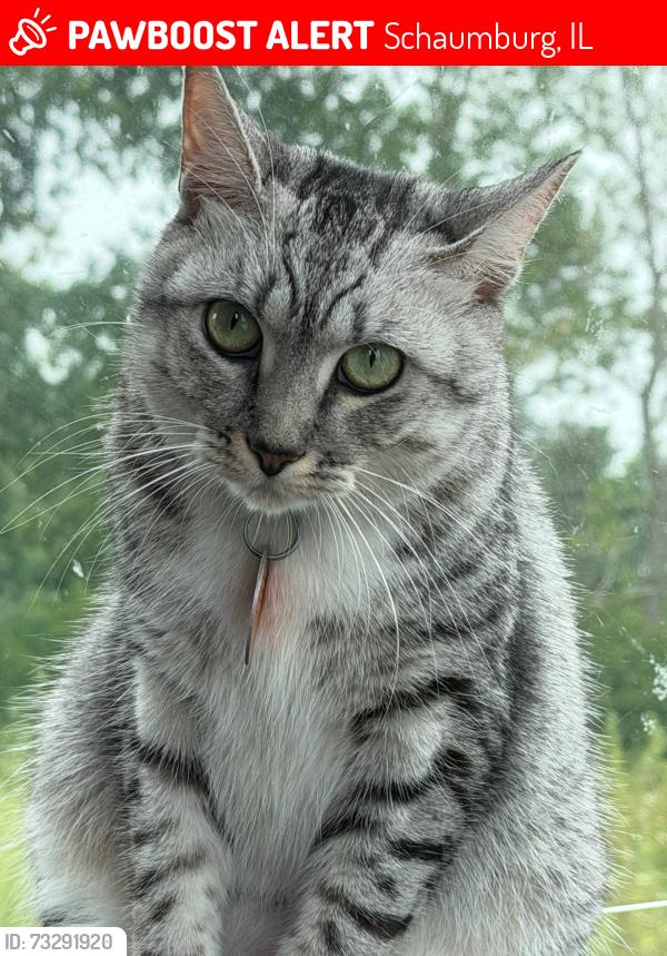 Lost Female Cat last seen Near E Higgins Rd, Schaumburg, IL 60173, Schaumburg, IL 60173