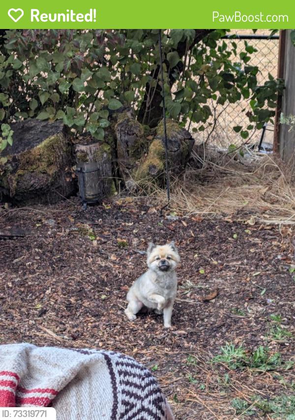 Reunited Unknown Dog last seen E j and morton st, Tacoma, WA 98404