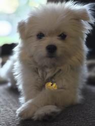 Found/Stray Male Dog last seen Pinole valley rd, Hayward, CA 94545