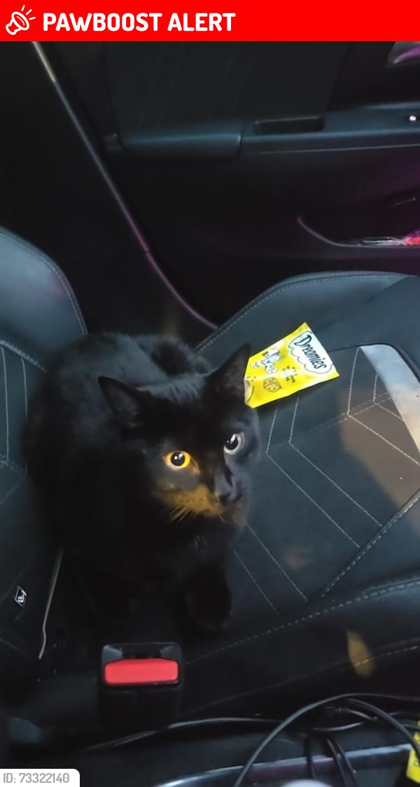 Lost Male Cat last seen Hackney downs, Lower Clapton, England 